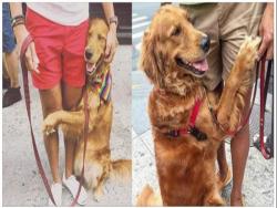 這隻黃金獵犬超愛「抱路人大腿」，網友得知背後的「真實原因」直呼：「要被融化了～」