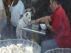 店員看到男子帶狗來吃冰，要幫牠裝一碗卻被拒！但是接下來出現的「超浪漫放閃場景」把大家的心都融化了....