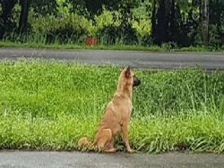 這隻泰國流浪忠犬苦守公路旁等主人接回家，但現今的牠卻無法再繼續等待了…