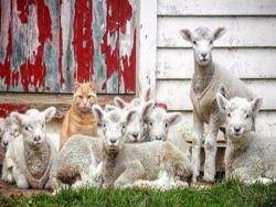 當宅貓碰上綿羊後，居然發展出了特殊友誼…而且被同化的橘貓竟變成了「領頭羊」！