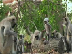 科學家把假寶寶放進猴群後，沒想到發生「意外」！猴群的反應惹哭研究人員….. 