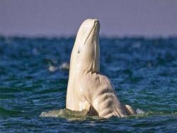超猛白鯨竟有「六塊肌」上水面立馬被一群雌鯨包圍